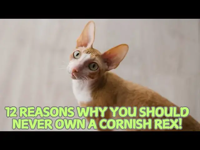 Video thumbnail for 12 Reasons Why You Should Never Own a Cornish Rex! 😱🐈