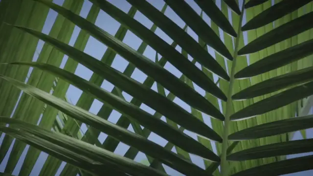 'Video thumbnail for A Guide to Buying Coconuts That Are Fresh and Delicious'