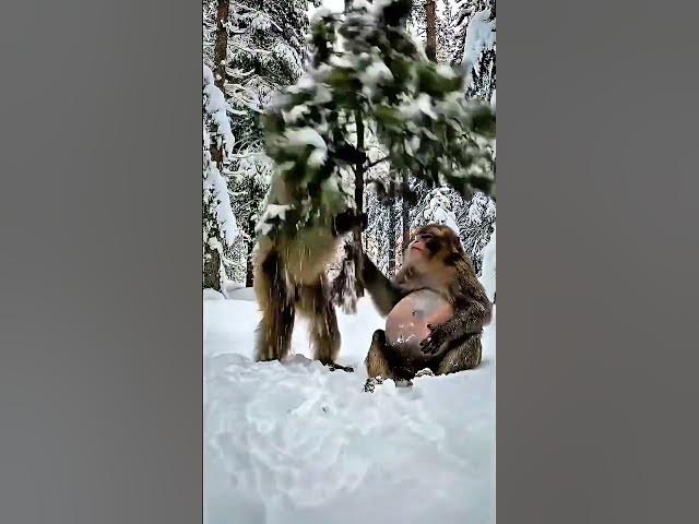 Video thumbnail for What a poor monkey😭#viral #shorts #trendingshorts #animals