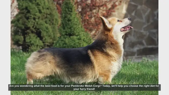 Video thumbnail for Best Diet for Your Pembroke Welsh Corgi: Essential Tips!