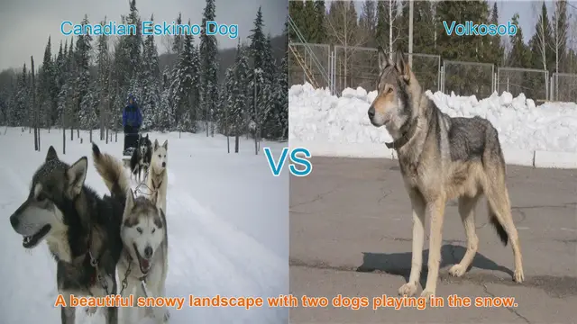 Video thumbnail for Canadian Eskimo Dog vs. Volkosob: A Comparative Analysis