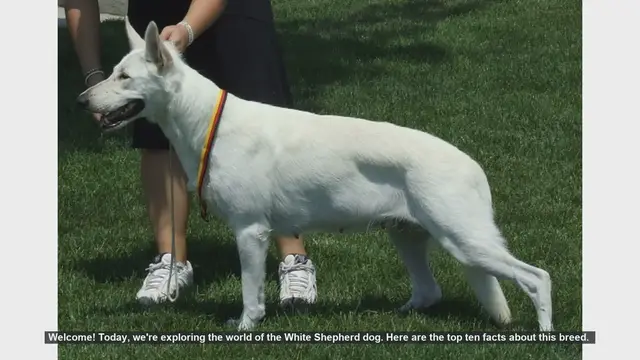 Video thumbnail for Top 10 Fascinating Facts About White Shepherd Dogs