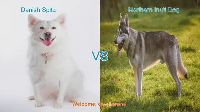 Video thumbnail for Danish Spitz vs. Northern Inuit Dog: A Breed Comparison