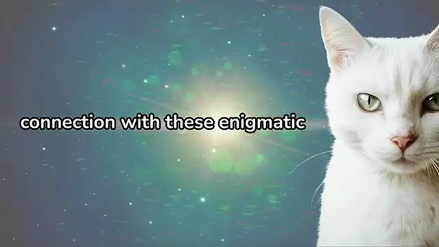 Video thumbnail for What Did Saint Francis Predict for Cat Owners Discover It Now