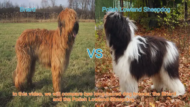 Video thumbnail for Briard vs. Polish Lowland Sheepdog: A Comparison of Long-Haired Dog Breeds
