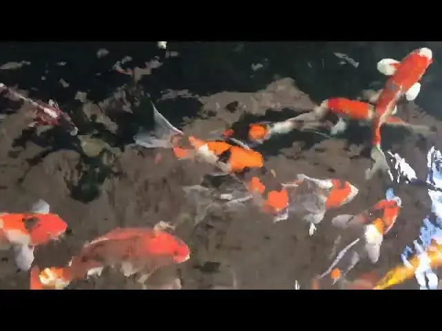 Video thumbnail for Koi Fish in Japanese Art: From Calligraphy to Modern Expressions