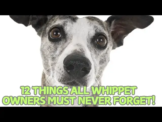 Video thumbnail for 12 Things All Whippet Owners Must Never Forget! 🏃‍♂️🐕
