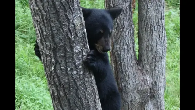 Video thumbnail for Bären in New Brunswick, Kanada