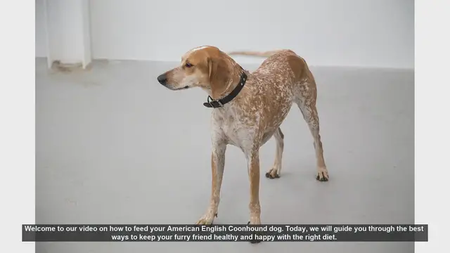 Video thumbnail for How to Feed Your American English Coonhound: A Complete Guide