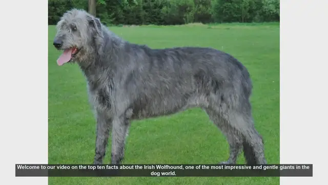 Video thumbnail for Top 10 Fascinating Facts About the Irish Wolfhound