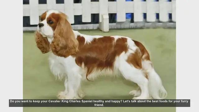 Video thumbnail for Top Foods to Keep Your Cavalier King Charles Spaniel Healthy and Happy