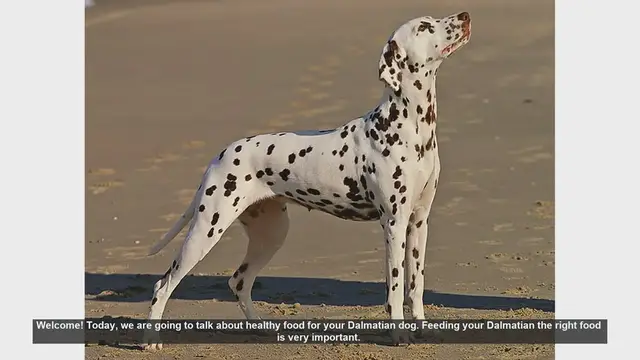 Video thumbnail for Healthy Food Tips for Your Dalmatian Dog