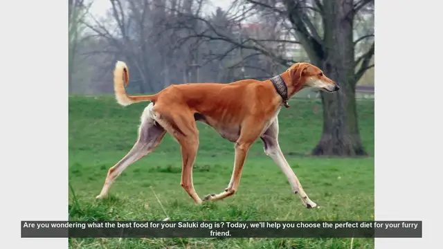 Video thumbnail for Best Diet for Your Saluki: Essential Tips for a Healthy Dog
