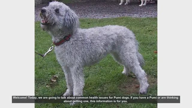 Video thumbnail for Common Health Issues in Pumi Dogs: What You Need to Know