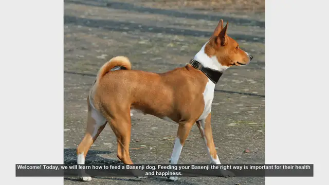Video thumbnail for How to Properly Feed Your Basenji Dog