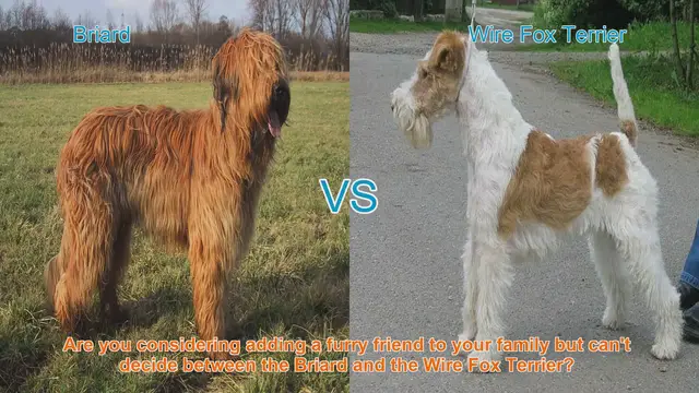 Video thumbnail for Briard vs. Wire Fox Terrier: A Comprehensive Breed Comparison