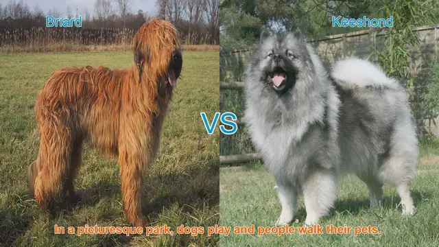 Video thumbnail for Briard vs. Keeshond: A Comparison of Two Long-Haired Dog Breeds