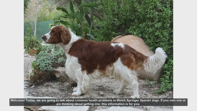 Video thumbnail for Common Health Problems in Welsh Springer Spaniels: What You Need to Know