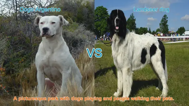 Video thumbnail for Comparing Dogo Argentino and Landseer Dog Breeds