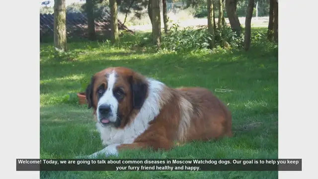 Video thumbnail for Common Health Issues in Moscow Watchdog Dogs and How to Prevent Them