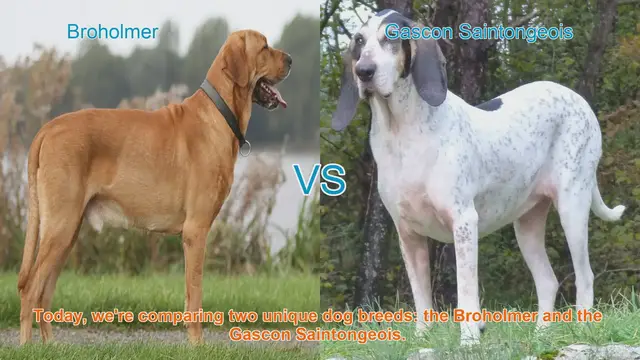 Video thumbnail for Broholmer vs. Gascon Saintongeois: A Comparison of Two Unique Dog Breeds