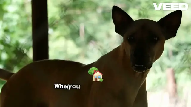 Video thumbnail for America's Favorite Pet