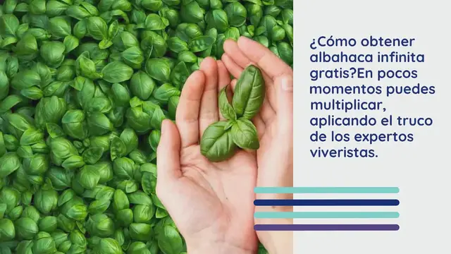 'Video thumbnail for Albahaca infinita libre, haz esto para multiplicarla en 2 momentos: el método real'