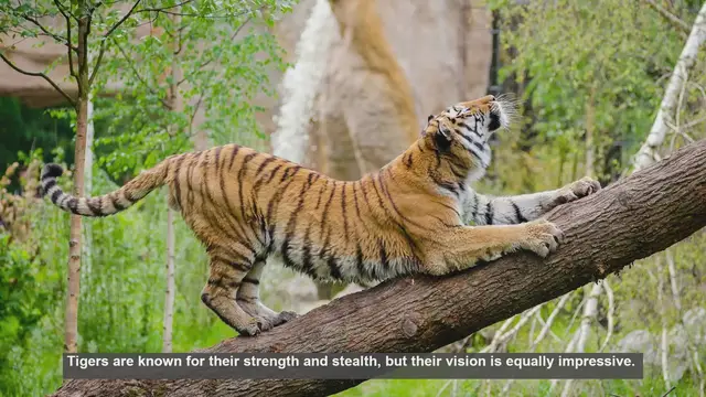 Video thumbnail for 10 Surprising Facts About Tiger Vision
