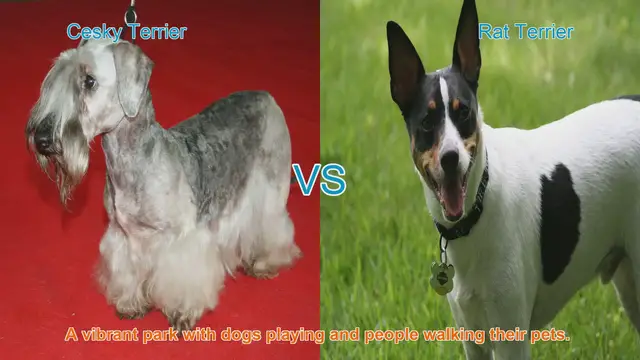 Video thumbnail for Cesky Terrier vs. Rat Terrier: A Breed Comparison