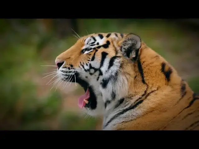 Video thumbnail for How Tigers Impact Predator Prey Dynamics in Tropical Forests