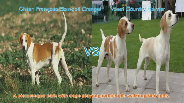 Video thumbnail for Exploring the Chien Français Blanc et Orange and West Country Harrier: A Comparative Guide
