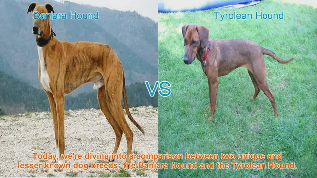 Video thumbnail for Banjara Hound vs. Tyrolean Hound: A Unique Dog Breed Comparison