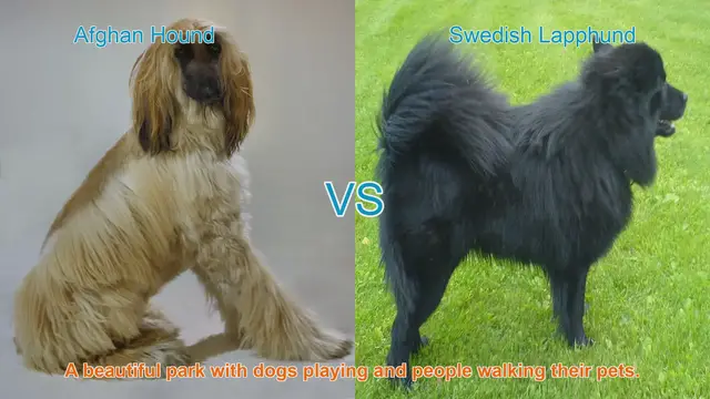 Video thumbnail for Comparing Afghan Hound and Swedish Lapphund: Long-Haired Dog Breeds