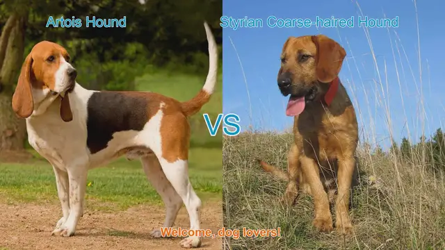 Video thumbnail for Artois Hound vs. Styrian Coarse-haired Hound: A Comparative Guide