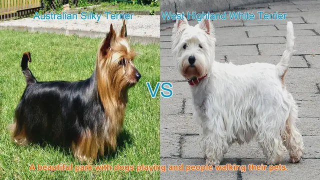 Video thumbnail for Comparing Australian Silky Terrier and West Highland White Terrier: A Breed Showcase