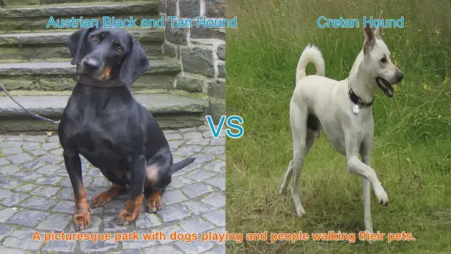 Video thumbnail for Austrian Black and Tan Hound vs. Cretan Hound: A Comparative Guide