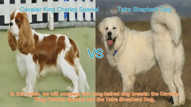 Video thumbnail for Comparing Cavalier King Charles Spaniel and Tatra Shepherd Dog: A Comprehensive Guide
