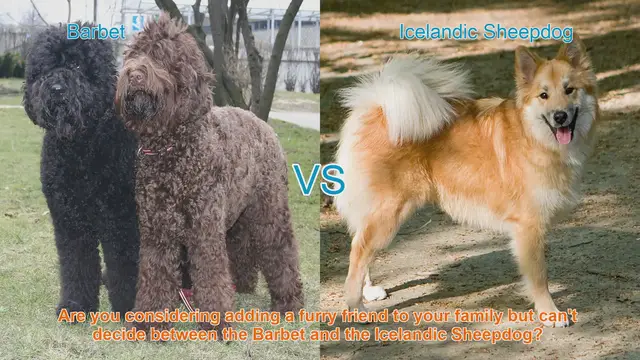 Video thumbnail for Barbet vs. Icelandic Sheepdog: Choosing the Right Long-Haired Breed for Your Family