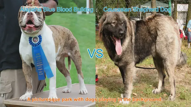 Video thumbnail for Alapaha Blue Blood Bulldog vs. Caucasian Shepherd Dog: A Comparative Guide