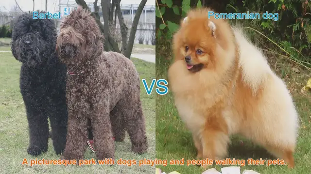 Video thumbnail for Barbet vs. Pomeranian: A Comparison of Long-Hair Dog Breeds