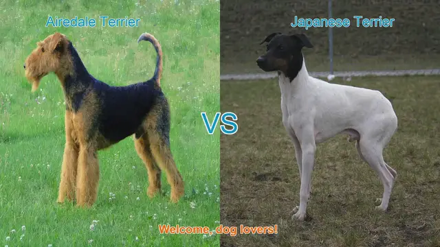 Video thumbnail for Airedale Terrier vs. Japanese Terrier: A Detailed Comparison