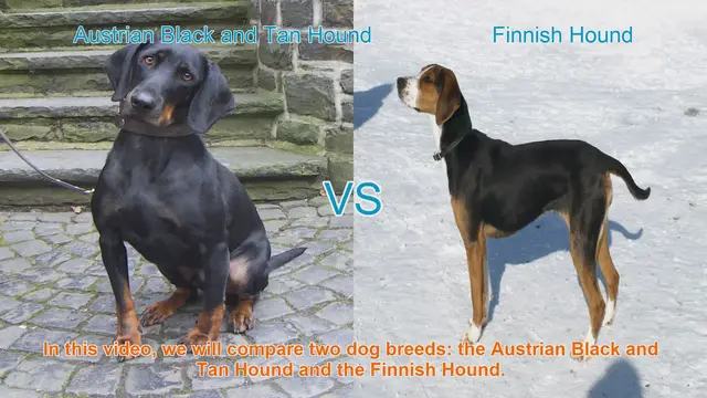Video thumbnail for Austrian Black and Tan Hound vs. Finnish Hound: A Breed Comparison