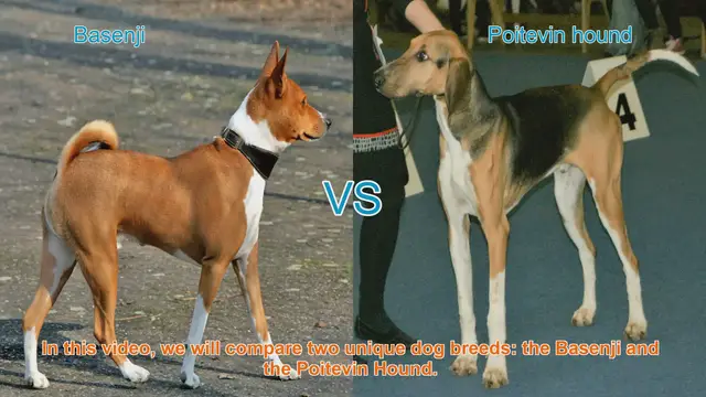 Video thumbnail for Basenji vs. Poitevin Hound: A Comparison of Unique Dog Breeds