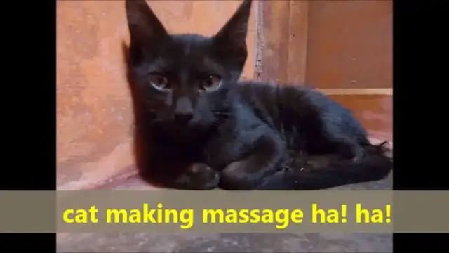 Video thumbnail for Cat making massage. /Massage making cat.