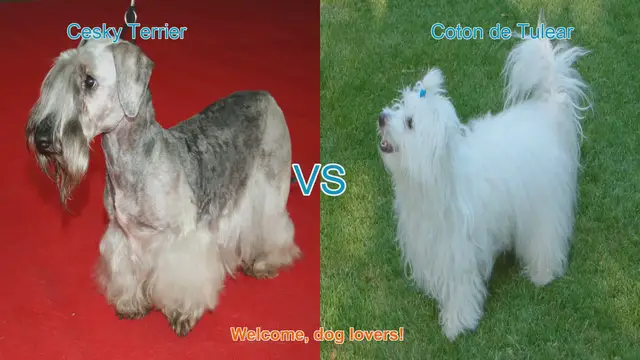 Video thumbnail for Cesky Terrier vs. Coton de Tulear: A Comprehensive Comparison