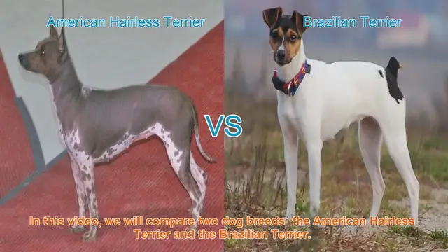 Video thumbnail for American Hairless Terrier vs. Brazilian Terrier: A Comprehensive Comparison