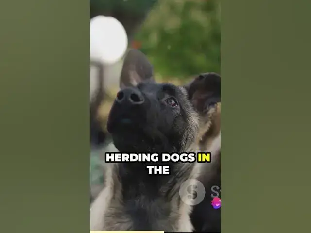 'Video thumbnail for Popular Dog Breeds'