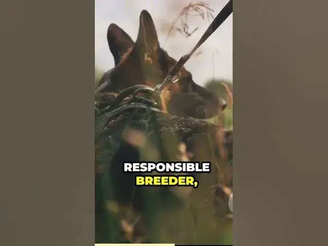 Video thumbnail for Welcoming an Incredible Canine