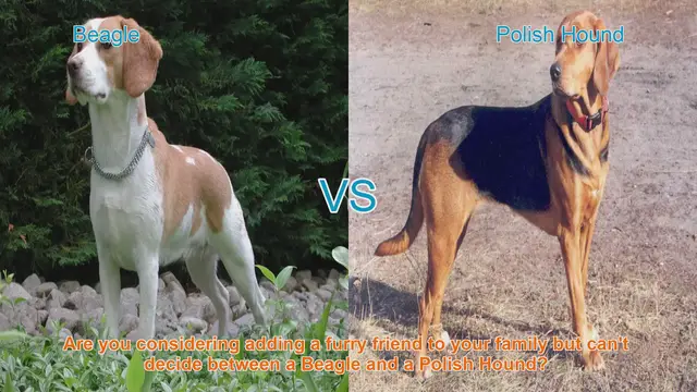Video thumbnail for Beagle vs. Polish Hound: Choosing the Right Canine Companion