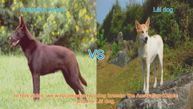 Video thumbnail for Australian Kelpie vs. Lài Dog: A Breed Comparison